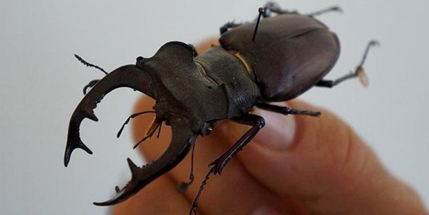 Dünyanın en uzun böceği Çin'de bulundu