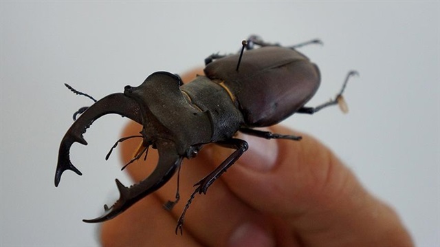 Dünyanın en uzun böceği Çin'de