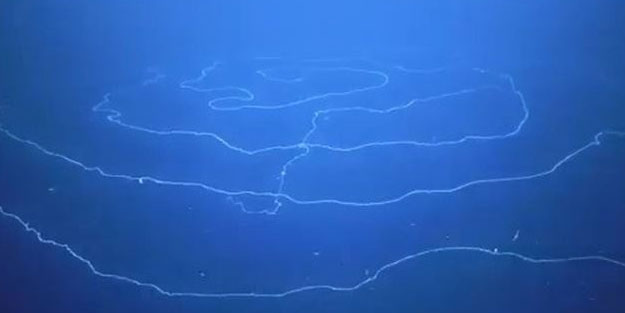 Dünyanın en uzun canlısı keşfedildi!