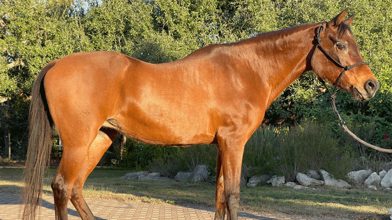 Dünyanın en yaşlı atı bakın kaç yaşında öldü!