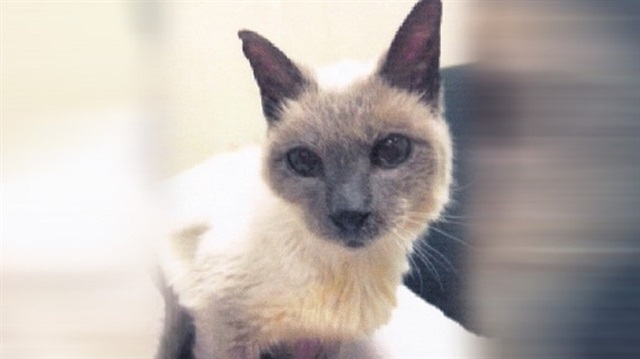 Dünyanın en yaşlı kedisi