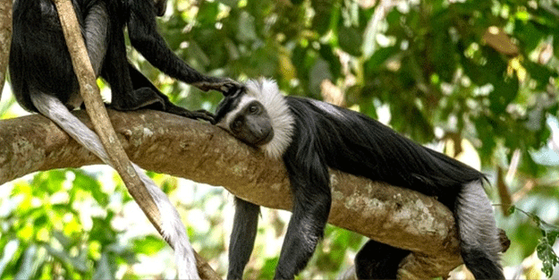 Dünyanın en yaşlı maymunu öldü