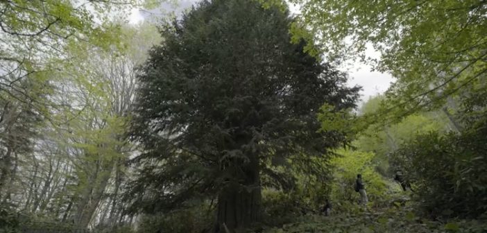 Dünyanın en yaşlı porsuk ağacı Zonguldak'ta