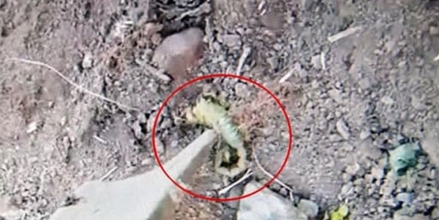 Dünyanın en zehirli akrebi Türkiye'de görüldü