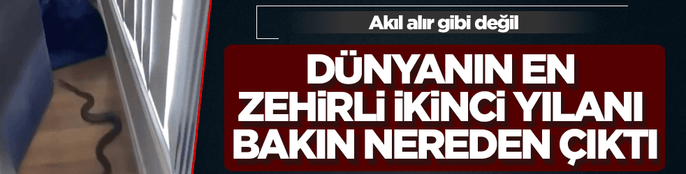 Dünyanın en zehirli ikinci yılanı bakın nereden çıktı