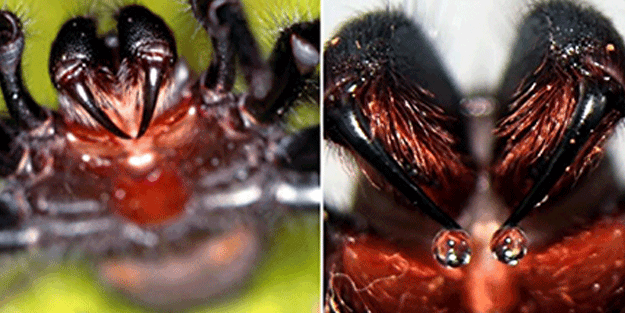 Dünyanın en zehirli örümceği bulundu! Şimdiye kadar böylesi görülmedi