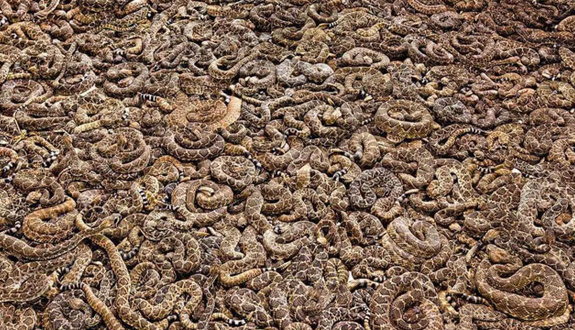 Dünyanın en zehirli yılanı resmen çıldırdı! Toprağın her yerinden fırlayıp böyle öldürmeye başladı! Şok olacaksınız