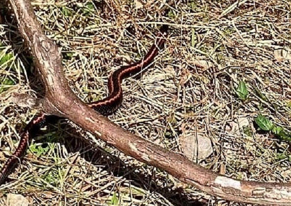 Dünyanın en zehirli yılanlarından! Yıllar sonra bu kadar yakından görüntülendi