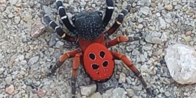 Dünyanın en zehirlisi! Bu defa o ilde görüldü!