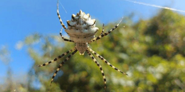 Dünyanın en zehirlisi! Samsun'da görüldü