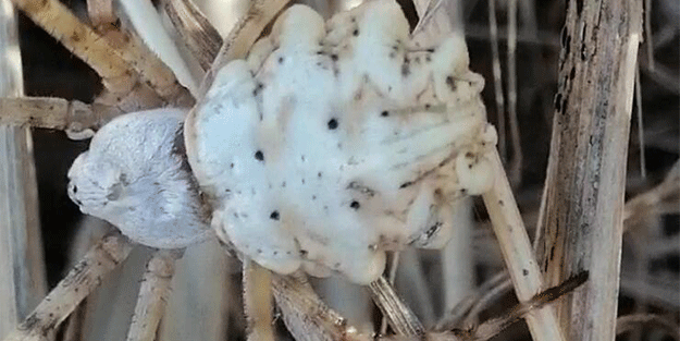 Dünyanın en zehirlisi! Sinir hücrelerini bitiriyor: Bu kez Sivas'ta ortaya çıktı...