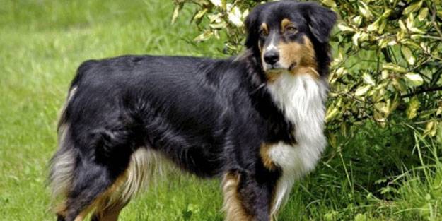 Dünyanın en zeki 10 köpek türü