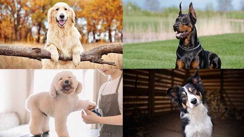 Dünyanın en zeki köpekleri belli oldu! 1. sıra değişti