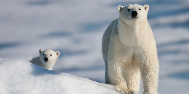 Dünyanın gözü Kuzey Kutbu'nda