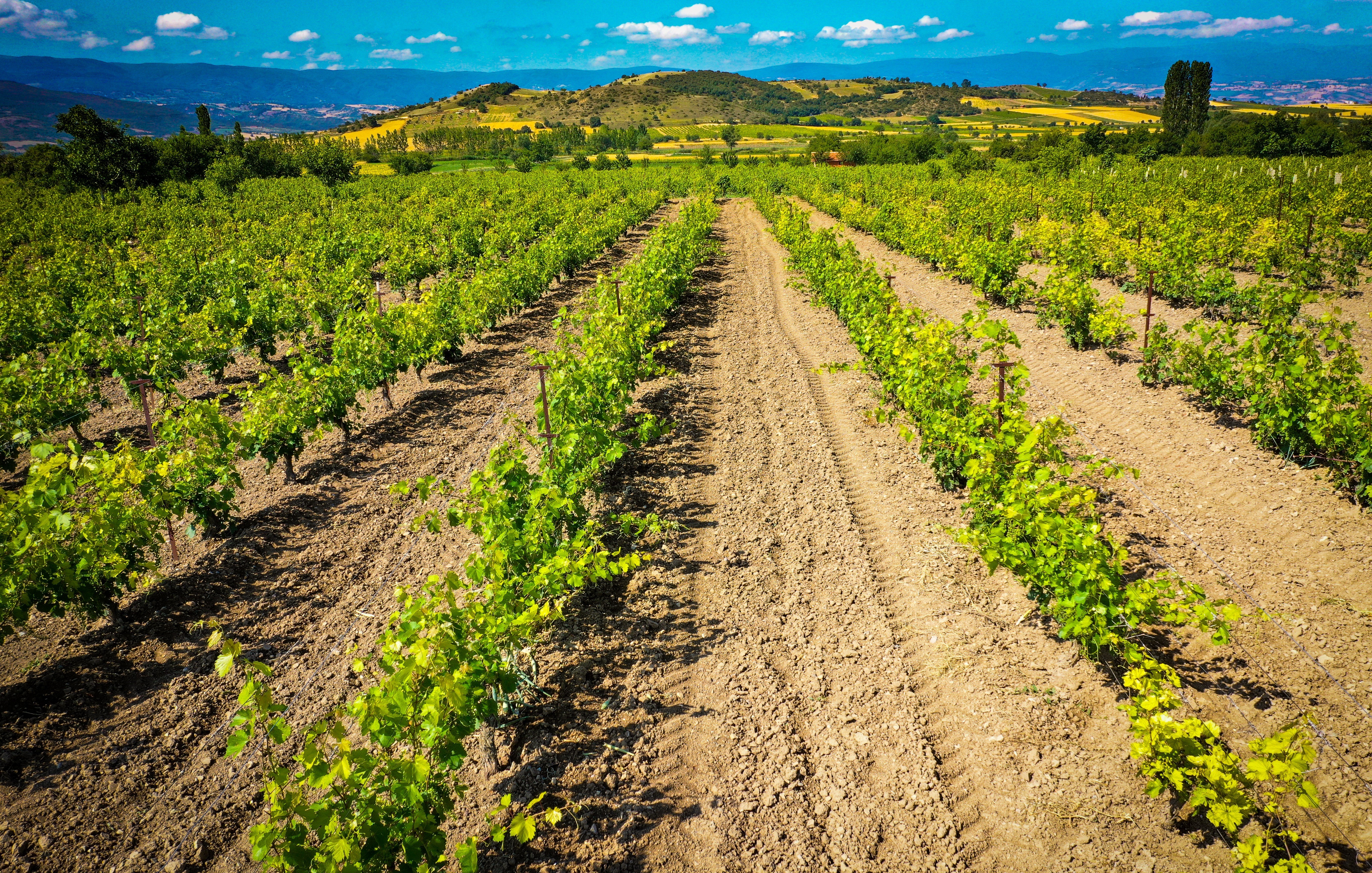 “Dünyanın her yerine gönderiyoruz” Bu yaprağın benzeri yok