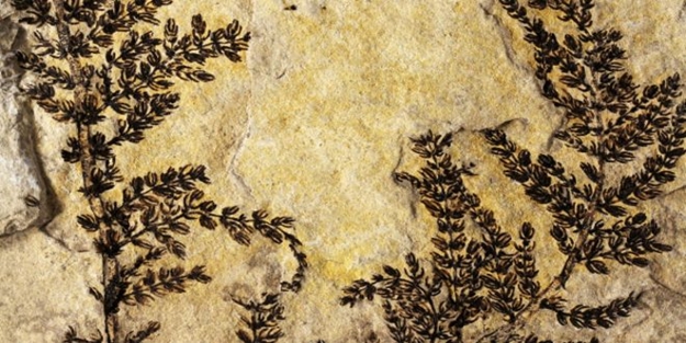 Dünyanın ilk çiçeği bulundu