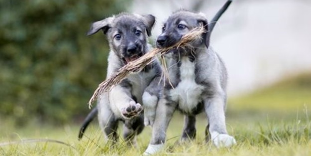 Dünyanın ilk ikiz köpekleri Afrika'da bulundu
