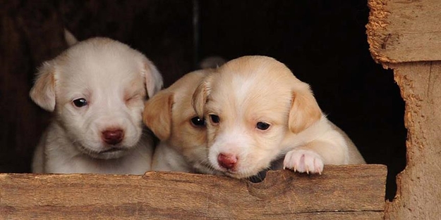 Dünyanın ilk 'tüp köpek yavruları' tanıtıldı!