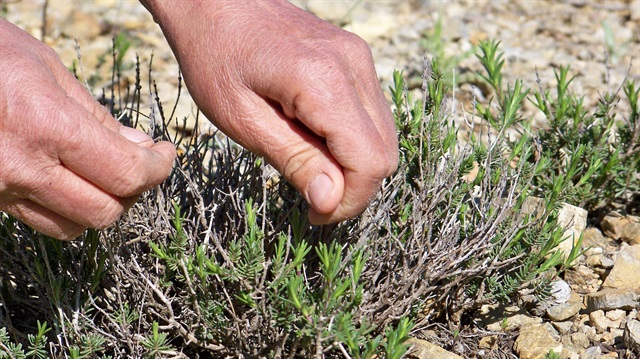 Dünyanın kekik ihtiyacını Denizli üstleniyor