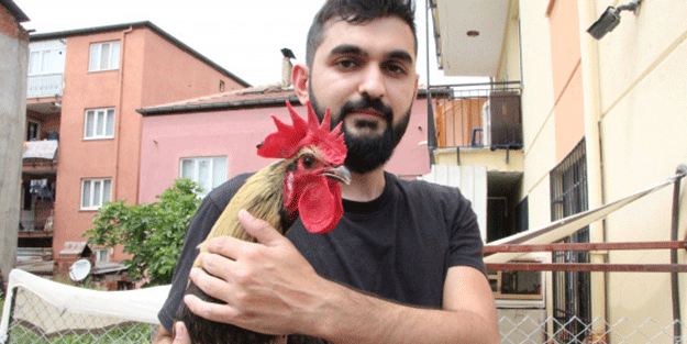 Dünyanın konuştuğu horozdan kötü haber!