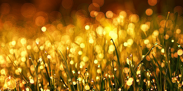 Dünyaya büyük enerji buluşunun müjdesi verildi! Canlı bitkiden üretildi