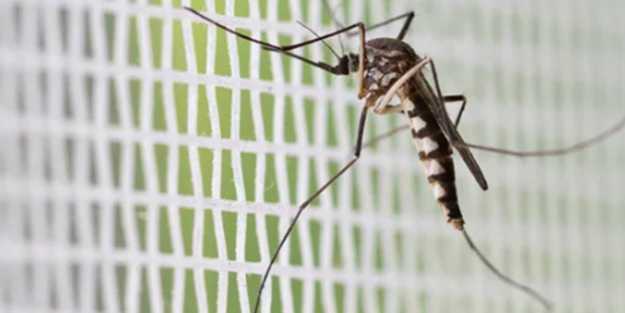 Dünyayı alt üst eden gelişme! Dev sivrisinekler yüzlercesini öldürdü