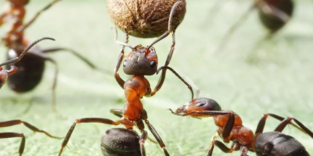 Dünyayı altüst eden, kanseri olanlarda çığır açacak o çarpıcı araştırma: Karıncalar teşhis ediyor! Müthiş olacak