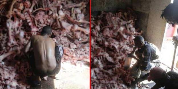 Dünyayı ayağa kaldıran görüntüler! Hayvan leşlerini yemek için hücum ettiler