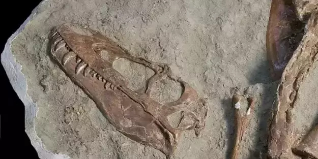 Dünyayı ayağa kaldıran keşif!: 75 milyon yıllık T-Rex’in midesinden yavruları ortaya çıktı! Çok ilginç buluş