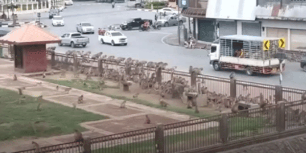 Dünyayı ayağa kaldıran olay! Maymunlar savaşa girişti