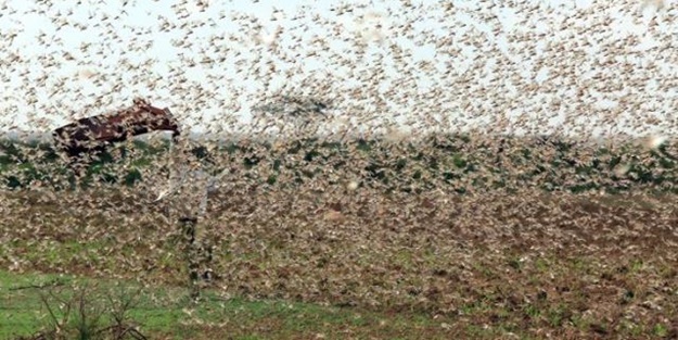 Dünyayı bekleyen yeni tehlike! O ülkede OHAL ilan edildi