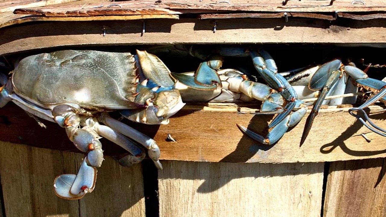 Yengeçleri canlı kızartan kadın şok yaşattı! TikTok'ta tepki çekti! Göreni sarsan olay