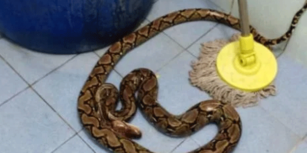 Dünyayı şaşkına çeviren olay! Tuvaleti kullandığı sırada 2 metrelik yılan…