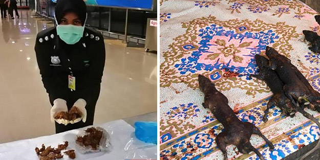 Dünyayı şoka uğratan gelişme! Havalimanında fare etleriyle yakalandı