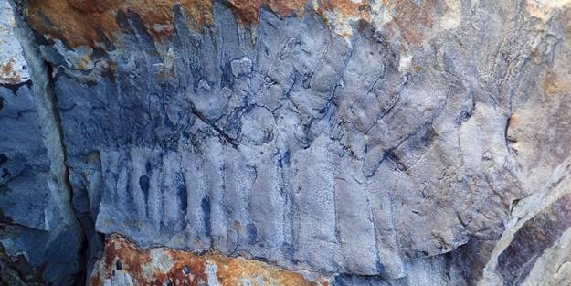 Dünyayı şoke eden kare! İngiltere’de timsah boyutunda kırkayak bulundu!