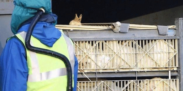 Dünyayı tedirgin eden gelişme! Koronavirüsün ardından kuş gribi salgını