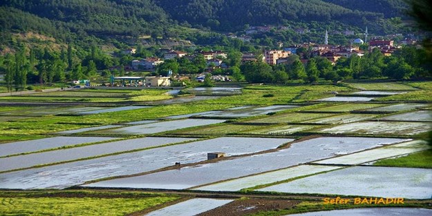 Durağan'da çeltik ekimi başladı