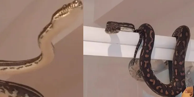 Duşa girecekti şoka girdi! 10 kiloluk yılanı...