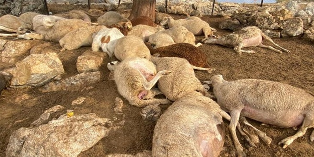 Düşen yıldırım ahırda katliam yaptı