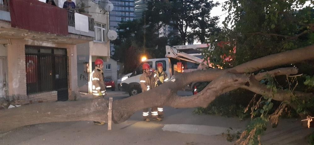 Dut ağacı yolu kapattı