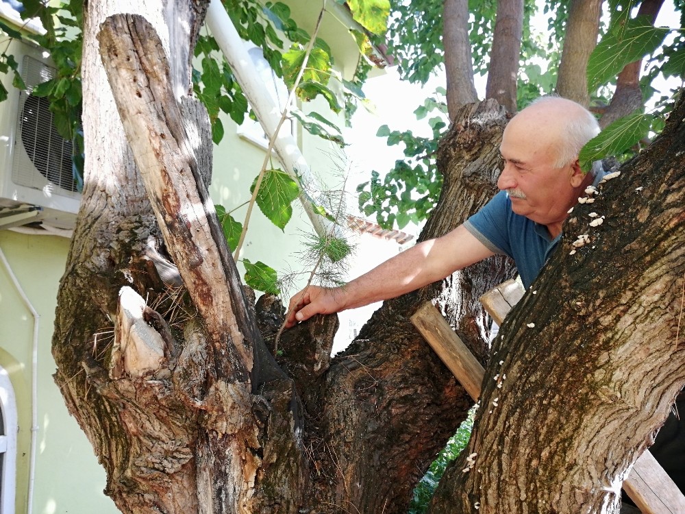 Dut ağacının içinden çam fidanı çıktı 