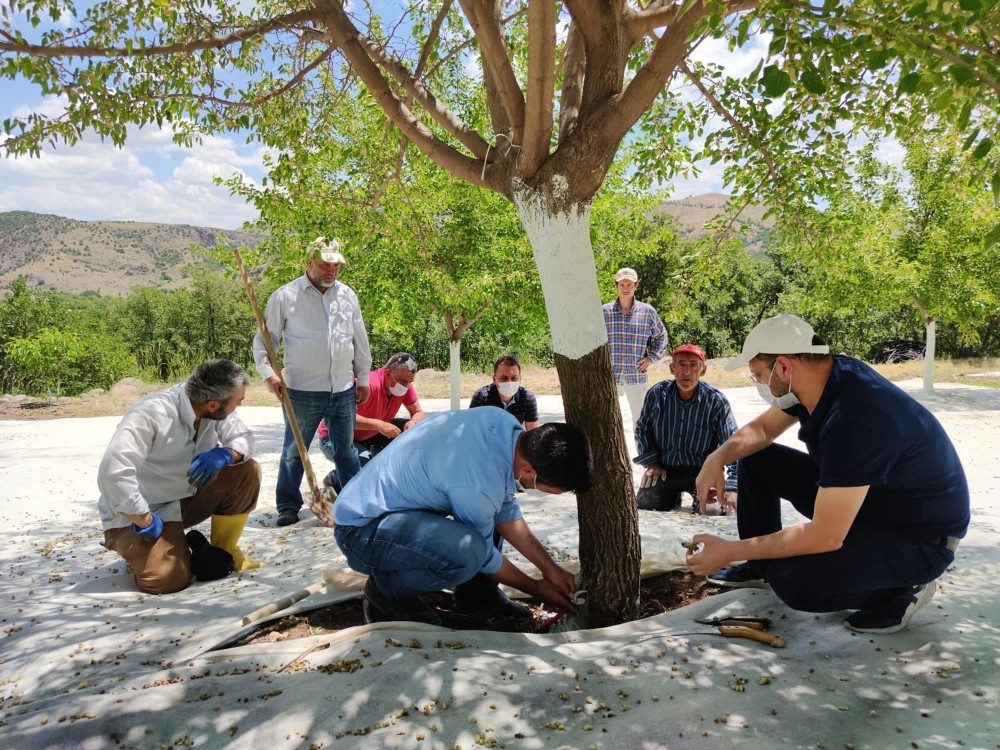 Dut bahçeleri incelendi, üreticiler hasat öncesi bilgilendirildi 