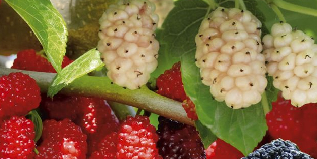 Dut: Hemen hemen her yaştan herkes kullanıyor!