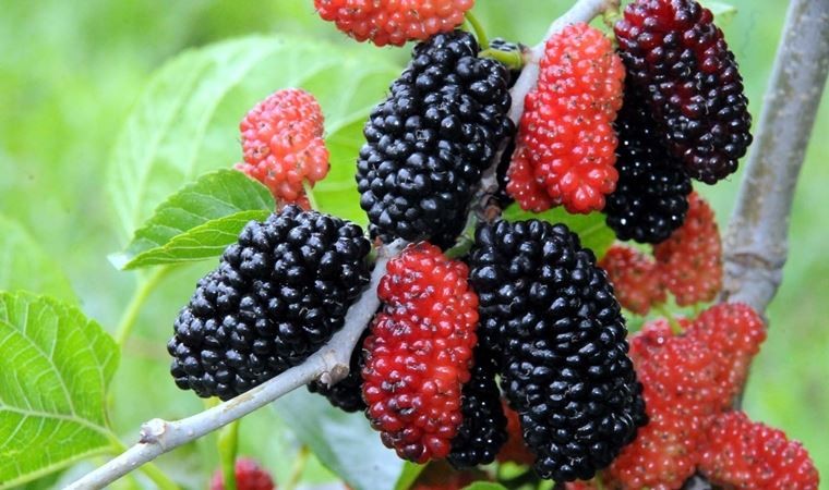 Dut macerası acı sonla bitti!