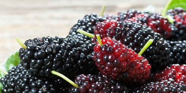 Dut nasıl kurutulur: 2 doğal yöntem! Artık böyle bir şeyler yapın, kolaylaştıracak! 40 günde değil! Bolluğu yetiyor