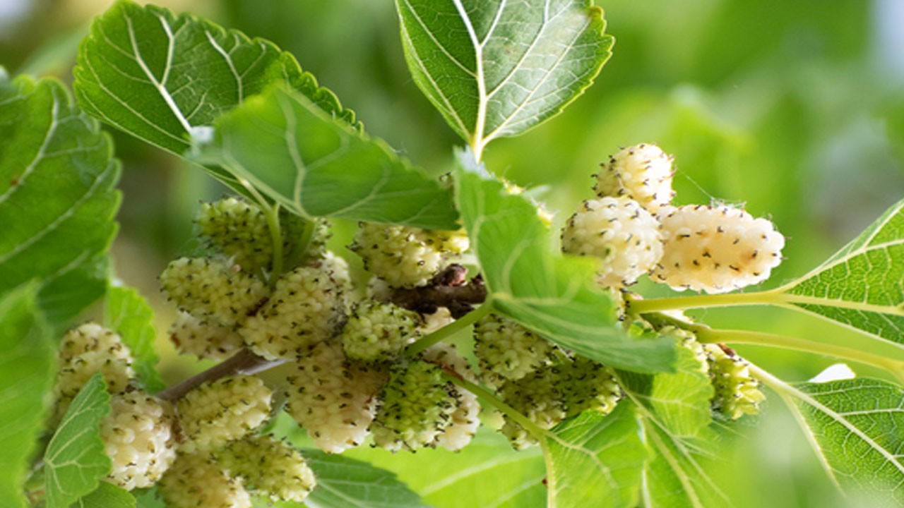Dut Yaprağı: 2 su bardağı yetiyor! Beyaz dut kürü: faydaları saymakla bitmiyor