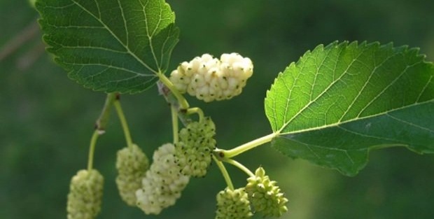 Dut yaprağının faydaları nelerdir? Şifa kaynağı dut yaprağı!