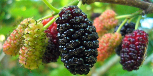 Dutun bilinmeyen faydaları nelerdir?