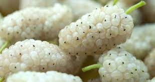 Dutun egzamaya inanılmaz faydası var Görenler şaşıp kalıyor! Karaciğer hastalıklarına faydası büyük!