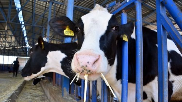 Düve alım desteği başvuruları son buluyor